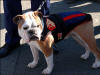  Marine Mascot �Chesty� 